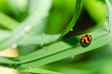 绿色自然中的中性甲虫季节阳光生活生物学漏洞昆虫花园眼睛宏观图片
