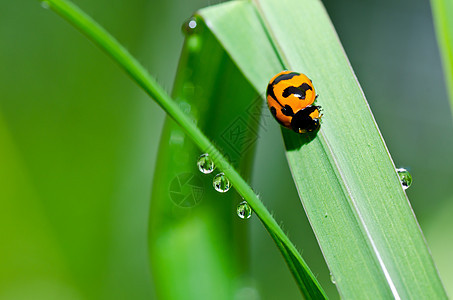 绿色自然中的中性昆虫爬坡阳光生物学甲虫荒野花园宏观眼睛野生动物图片