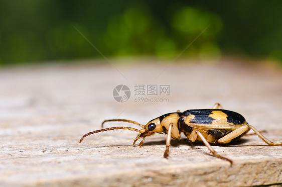 绿色性质的棕色虫害虫环境动物宏观生态花纹大理石盐形昆虫动物学图片