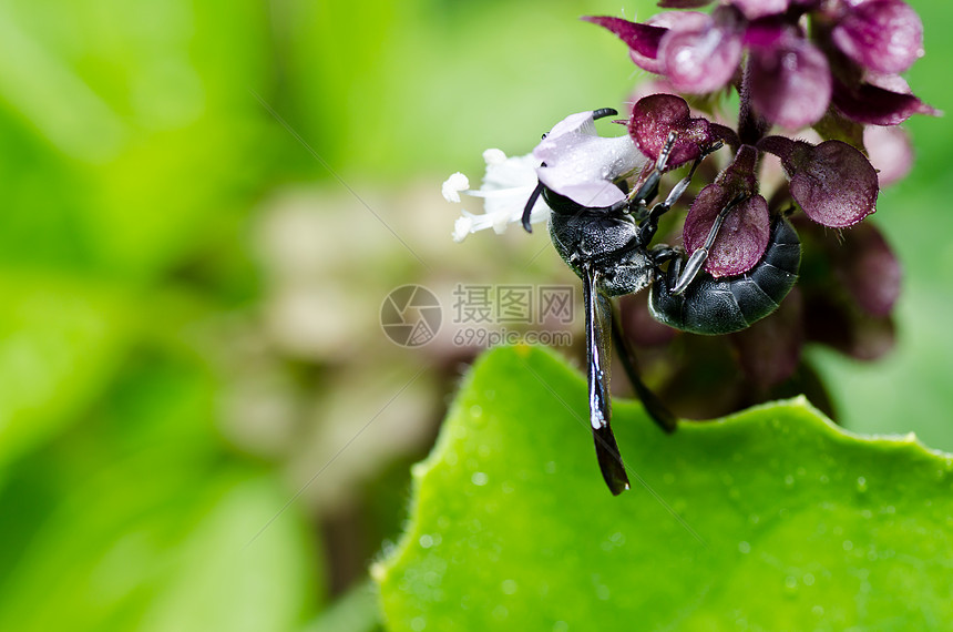 绿色自然或花园中的黑蜂白色蜜蜂宏观黑色昆虫金子黄色夹克害虫条纹图片