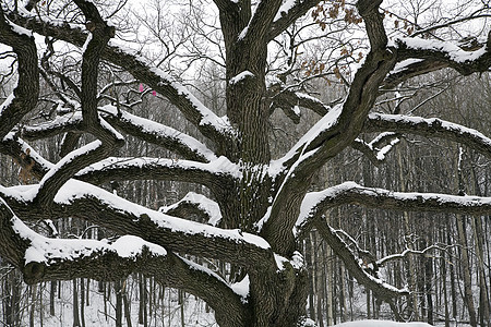 旧雪覆盖了橡树和树对面的橡树图片