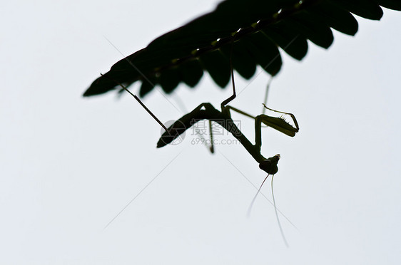 绿性白蚁生活眼睛叶子爪子螳螂捕食者漏洞野生动物绿色昆虫图片
