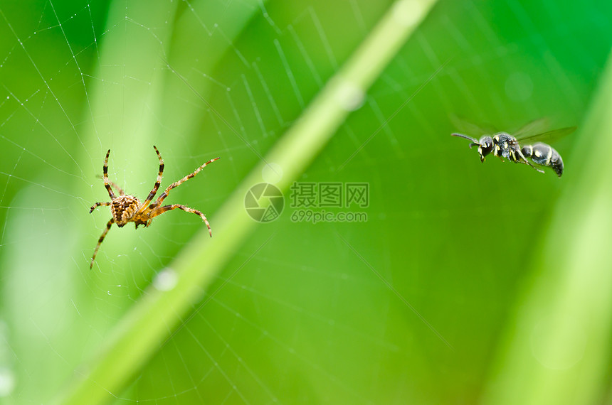 蜘蛛和小黄蜂的自然性质图片