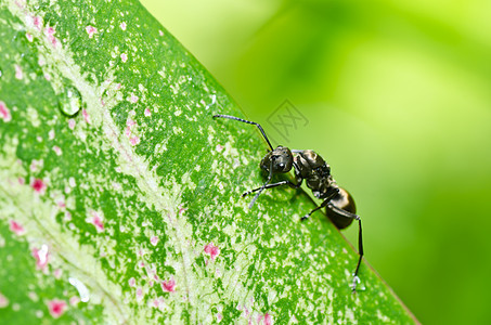 绿色性质黑色的蚂蚁触角昆虫殖民地野生动物力量图片