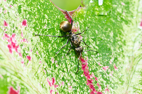 绿色性质黑色的蚂蚁昆虫力量野生动物殖民地触角图片