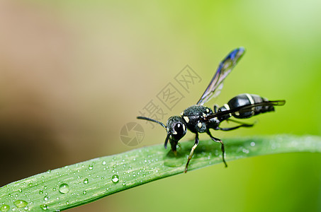 绿色自然或花园中的黑蜂宏观昆虫白色蜜蜂黄色翅膀黑色害虫金子夹克图片