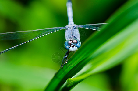 花园中的翅膀野生动物昆虫蜻蜓生活眼睛宏观绿色追逐者漏洞图片