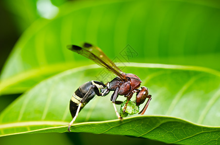 绿性黄蜂或花园白色夹克金子蜜蜂宏观昆虫条纹黄色翅膀黑色图片