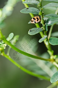 绿色自然中的中性丛林花园生活棕色昆虫甲虫公园生物学眼睛宏观图片