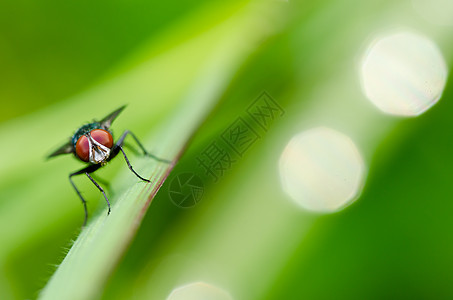 绿色飞行食物翅膀宏观害虫昆虫房子垃圾红色漏洞白色图片