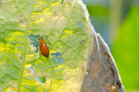 绿色性质的橙色甲虫野生动物花园漏洞阳光丛林棕色生物学昆虫公园生活图片