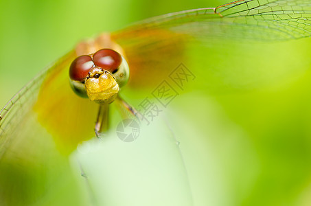 花园中的昆虫生活漏洞眼睛宏观野生动物翅膀追逐者绿色蜻蜓图片