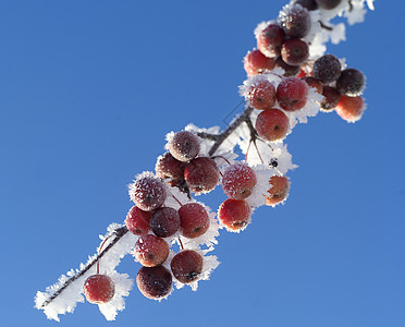 冻浆果蓝天宏观植物水果季节白色水平蓝色红色颜色背景图片