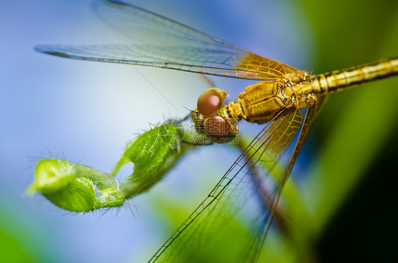 花园中的生活追逐者漏洞昆虫蜻蜓宏观翅膀野生动物眼睛绿色图片