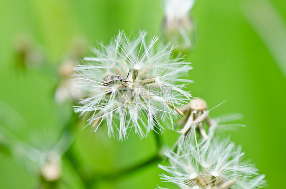 绿色性质的棕色虫昆虫生态漏洞动物学盐形大理石动物害虫花纹宏观图片