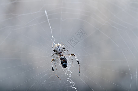 蜘蛛性质中的蜘蛛花园危险昆虫丝绸水平网络圆圈宏观野生动物图片