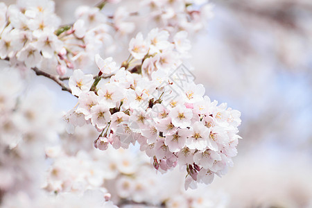 盛开的樱花花樱花植物群粉色植物背景图片