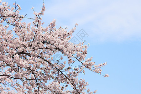 盛开的樱花花植物群樱花植物粉色图片