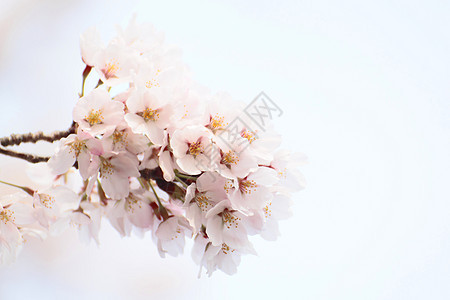 盛开的樱花花粉色植物群植物樱花背景图片