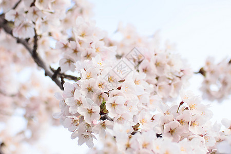 盛开的樱花花植物群植物樱花粉色背景图片