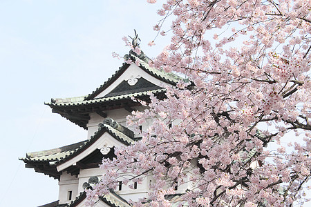 盛开的樱花花花朵晴天樱花粉色蓝色花园天空公园图片