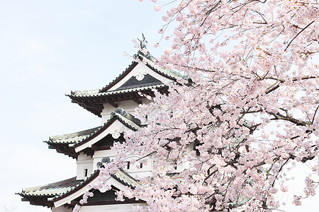 全盛开的樱花花和日本城堡公园粉色花园樱花蓝色花朵天空晴天图片