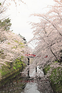 全盛开的樱花花和日本城堡花朵樱花晴天天空蓝色公园花园粉色图片