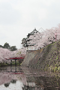 全盛开的樱花花和日本城堡粉色蓝色樱花花园晴天天空公园花朵图片