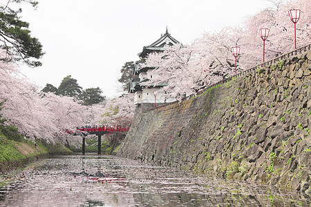 全盛开的樱花花和日本城堡晴天公园蓝色花朵天空粉色樱花花园图片