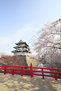 全盛开的樱花花和日本城堡晴天公园蓝色樱花天空粉色花园花朵图片