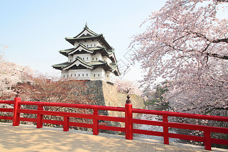 全盛开的樱花花和日本城堡天空樱花公园蓝色花园粉色花朵晴天图片