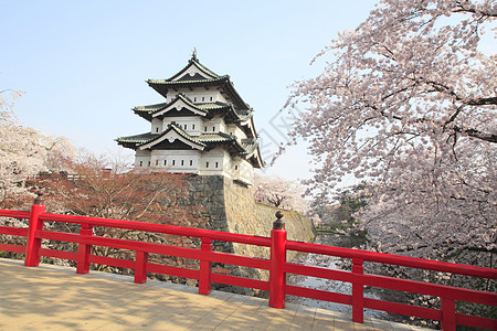 全盛开的樱花花和日本城堡天空粉色花朵公园蓝色晴天花园樱花图片