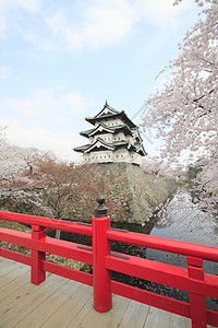 全盛开的樱花花和日本城堡粉色公园天空蓝色晴天花园樱花花朵图片