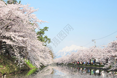 盛开的樱花花粉色花朵蓝色晴天樱花天空公园花园图片