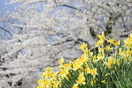 在Kakunodate的樱花和Narcissus种植角馆美丽科学季节晴天水仙江户粉色叶子植物图片