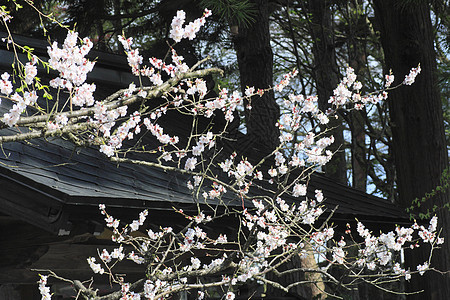 开花在Kakunolate的樱花江户美丽粉色晴天角馆科学叶子季节图片