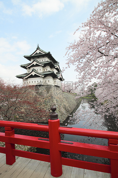 全盛开的樱花花和日本城堡晴天花园粉色花朵公园樱花天空蓝色图片