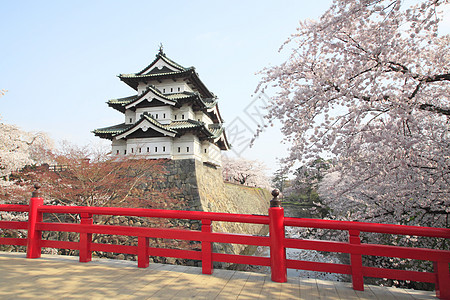 全盛开的樱花花和日本城堡蓝色公园花园天空花朵樱花粉色晴天图片