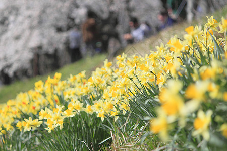 在Kakunodate的樱花和Narcissus种植晴天季节美丽粉色江户叶子角馆水仙科学植物图片