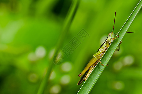 绿色天然的草地生活害虫宏观刺槐花园蚱蜢食物荒野翅膀图片