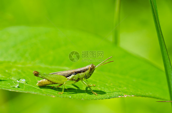 绿色天然的生活肌肉蟋蟀荒野宏观蚱蜢草地叶子翅膀害虫图片