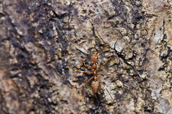 绿色性质的红蚂蚁生物漏洞昆虫橙子红色损害水平宏观工人野生动物图片