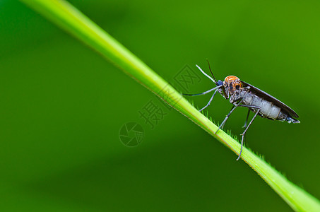 蚊子本性热带昆虫女性宏观疾病害虫绿色叶子眼睛图片