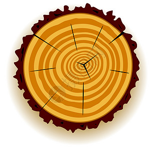 木制切割木头阴影松树森林圆圈日志木材戒指时间生活图片