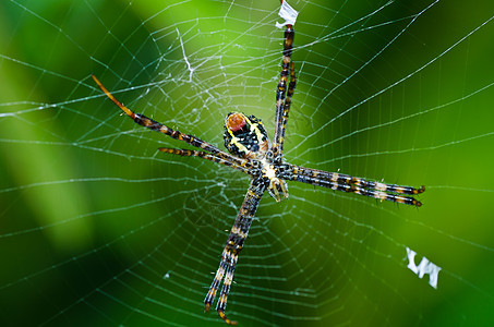 蜘蛛性质中的蜘蛛丝绸圆圈花园水平危险野生动物昆虫网络宏观图片
