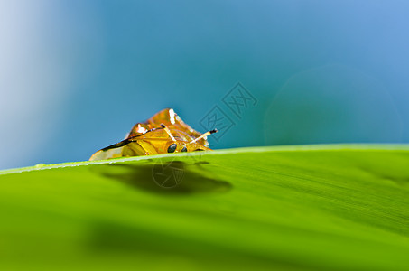 绿色性质的橙色甲虫野生动物棕色花园季节荒野漏洞昆虫阳光公园丛林图片