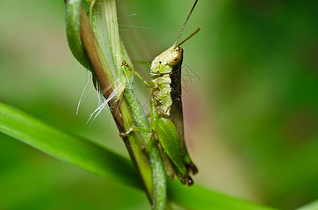 绿色天然的肌肉叶子花园生活蟋蟀翅膀宏观害虫蚱蜢草地图片
