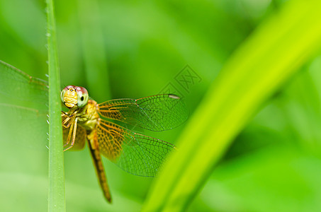 花园中的绿色翅膀生活追逐者宏观漏洞蜻蜓昆虫眼睛野生动物图片