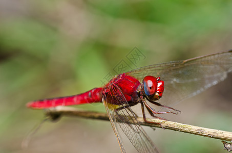 花园中的昆虫生活漏洞翅膀野生动物蜻蜓追逐者绿色宏观眼睛图片