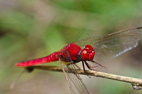 花园中的眼睛宏观生活昆虫追逐者漏洞蜻蜓绿色翅膀野生动物图片